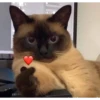 Meoong 4 10