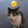 Memes de gatos 🐱😂 10