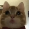 GATITO 9