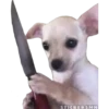 🐶Chihuahua🐶 19