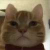 GATITO 10