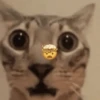 Memes de gatos 🐱😂 11