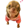 🐶Chihuahua🐶 20