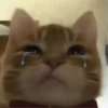 GATITO 11