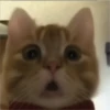 GATITO 12