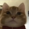 GATITO 13