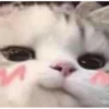 Meoong 4 11