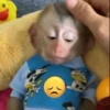 Monitos tristes 😭🐒 10