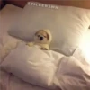 🐶Chihuahua🐶 22