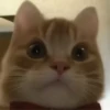 GATITO 14