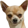 🐶Chihuahua🐶 23