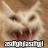 Memes de gatos 🐱😂 13
