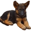 Perros 23