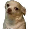 🐶Chihuahua🐶 24