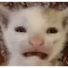 Memes de gatos 🐱😂 15
