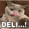 🔥𑄝GATOS HORNY/HORNY CATS𑄝🔥 8