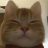 GATITO 15