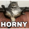 🔥𑄝GATOS HORNY/HORNY CATS𑄝🔥 10