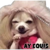 🐶Chihuahua🐶 26