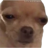 🐶Chihuahua🐶 27