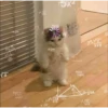 Meoong 4 14