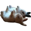 Animalitos Ⅰ 13