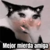 Memes de gatos 🐱😂 17