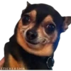 🐶Chihuahua🐶 28