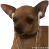 🐶Chihuahua🐶 29