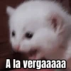 Memes de gatos 🐱😂 18