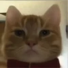 GATITO 16