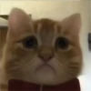 GATITO 17