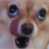 🐶Chihuahua🐶 30