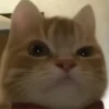 GATITO 18