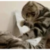 Meoong 4 15