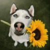 🌻 Flores amarillas 💐y perros 🐕 5