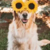 🌻 Flores amarillas 💐y perros 🐕 6