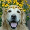 🌻 Flores amarillas 💐y perros 🐕 7