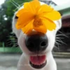 🌻 Flores amarillas 💐y perros 🐕 8