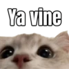 Memes - gatos bebes 🐱💕😂 5