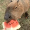 capivara | capibara 6