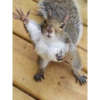 squirrels 5