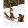 squirrels 6