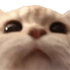 Memes - gatos bebes 🐱💕😂 6