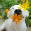 🌻 Flores amarillas 💐y perros 🐕 9