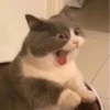 Singularity-cat 8
