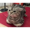 Singularity-cat 10