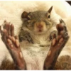 squirrels 7