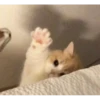 Singularity-cat 11