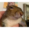 squirrels 8